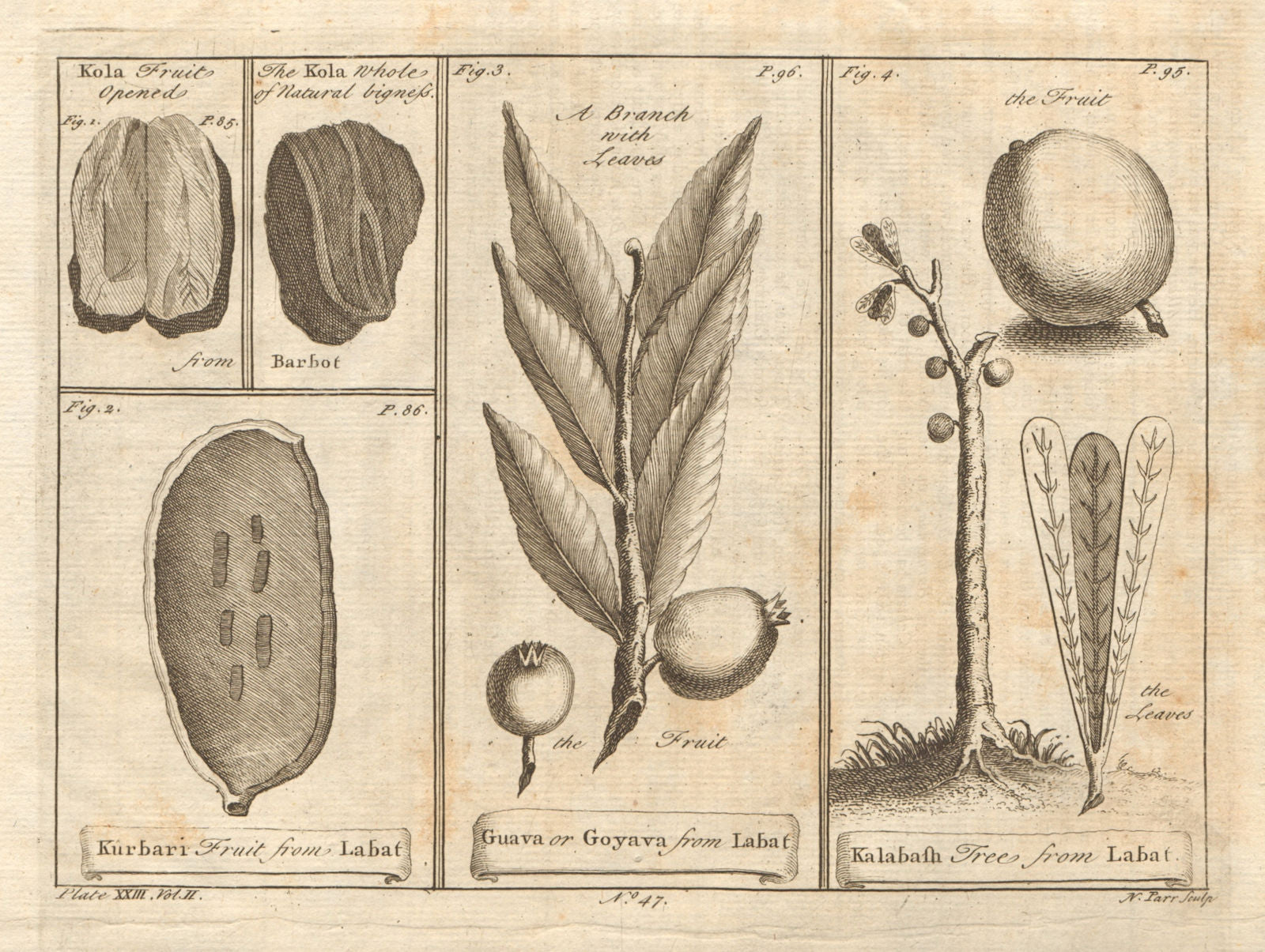 West African fruit. Kola nut. Guava fruit. Kalabash Calabash tree 1745 print